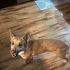 Lost Dog in Columbus, Ohio — listing photo