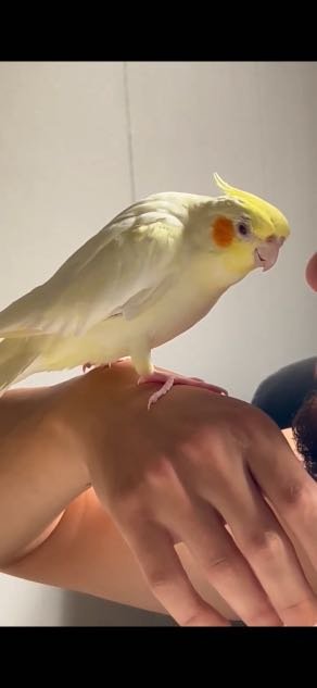 Lost Pet in Glendale, Arizona — listing photo