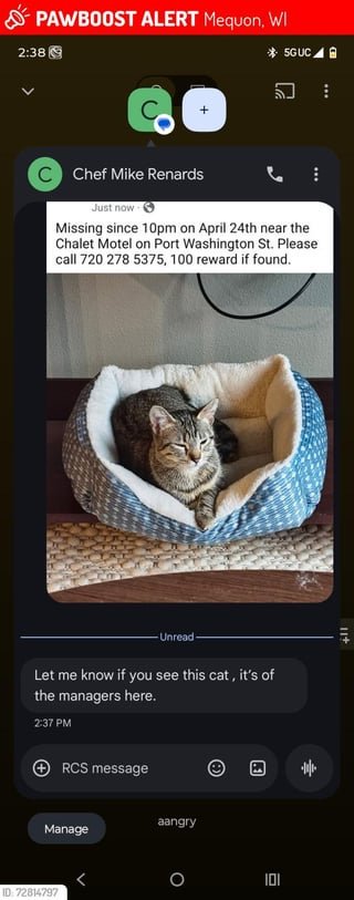 Lost Pet in Milwaukee, Wisconsin — North Shore lost cat