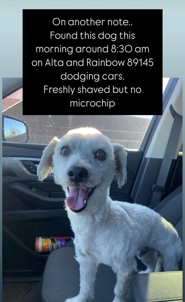 Found Pet in Las Vegas, Nevada — listing photo