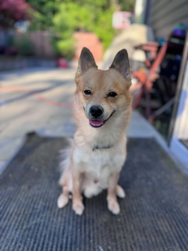 Lost Dog in Portland, Oregon — listing photo