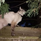 Found Cat in Seattle, Washington — listing photo