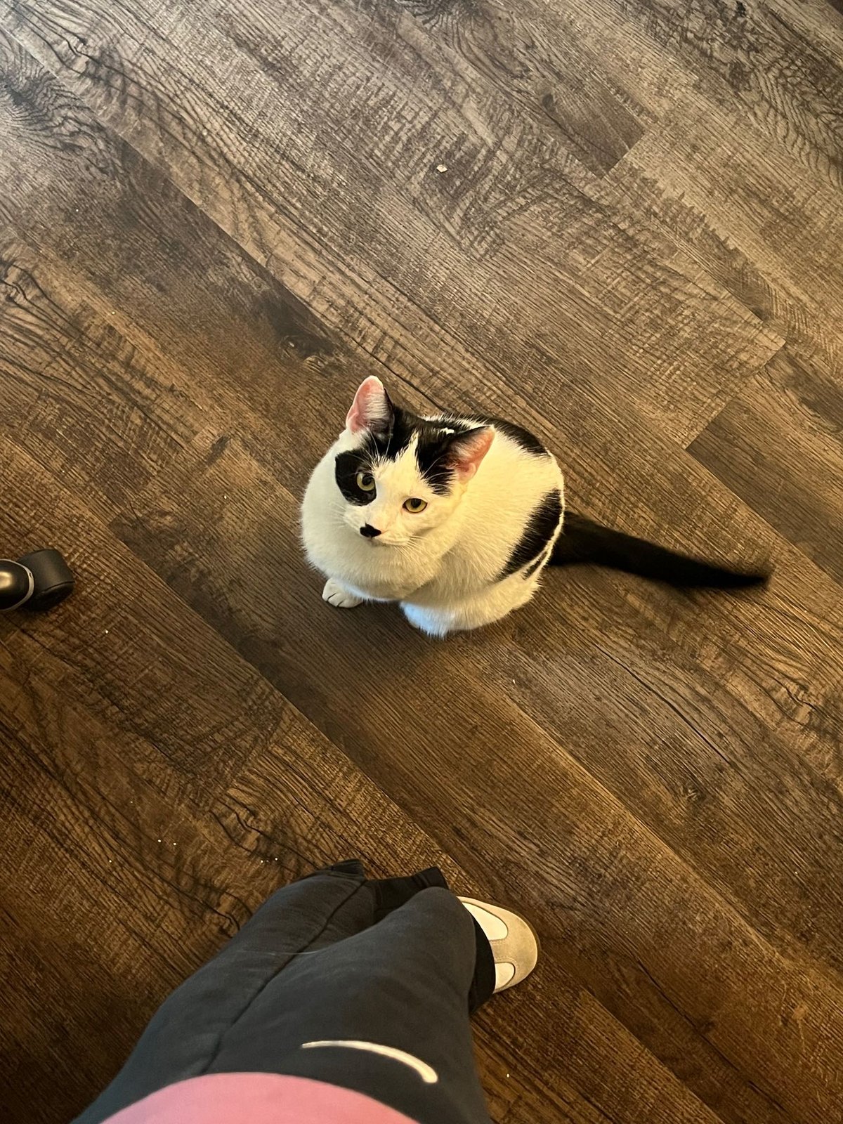 Lost Cat in Atlanta, Georgia — listing photo