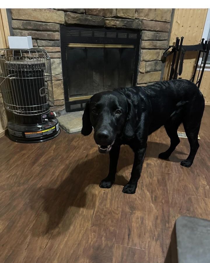 Lost Dog in Greenwood, Indiana — listing photo