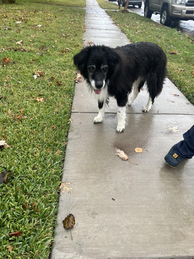 Found Dog in Plano, Texas — listing photo