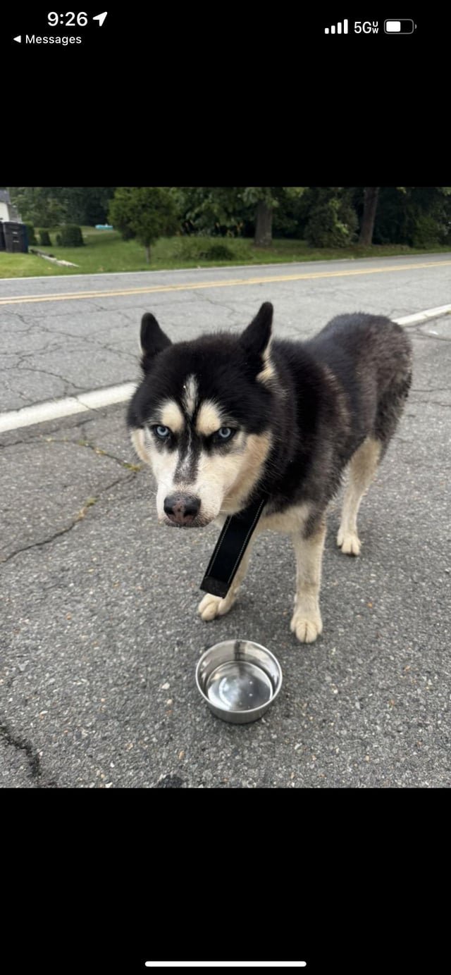 Found Dog in Winston-Salem, North Carolina — Dog found