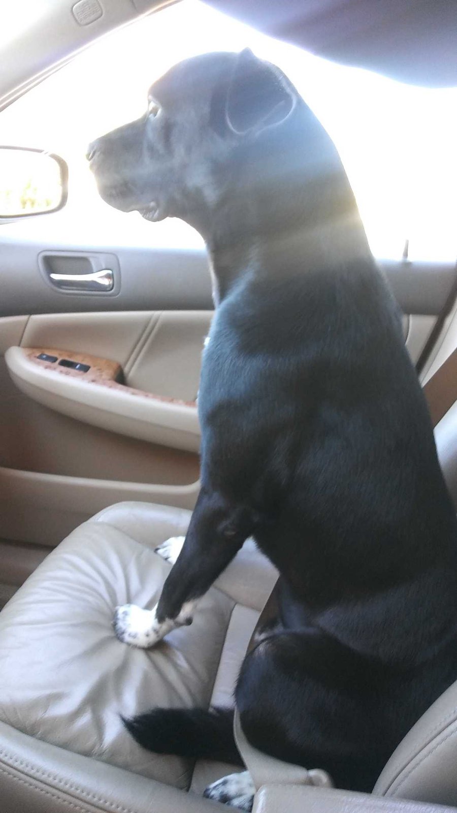 Lost Dog in High Point, North Carolina — listing photo