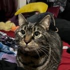 found cat in Seattle, Washington