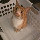 Lost Pet in St. Louis, Missouri — listing photo