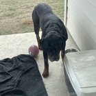 Found Dog in San Antonio, Texas — listing photo