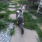 found pet in Columbus, Georgia