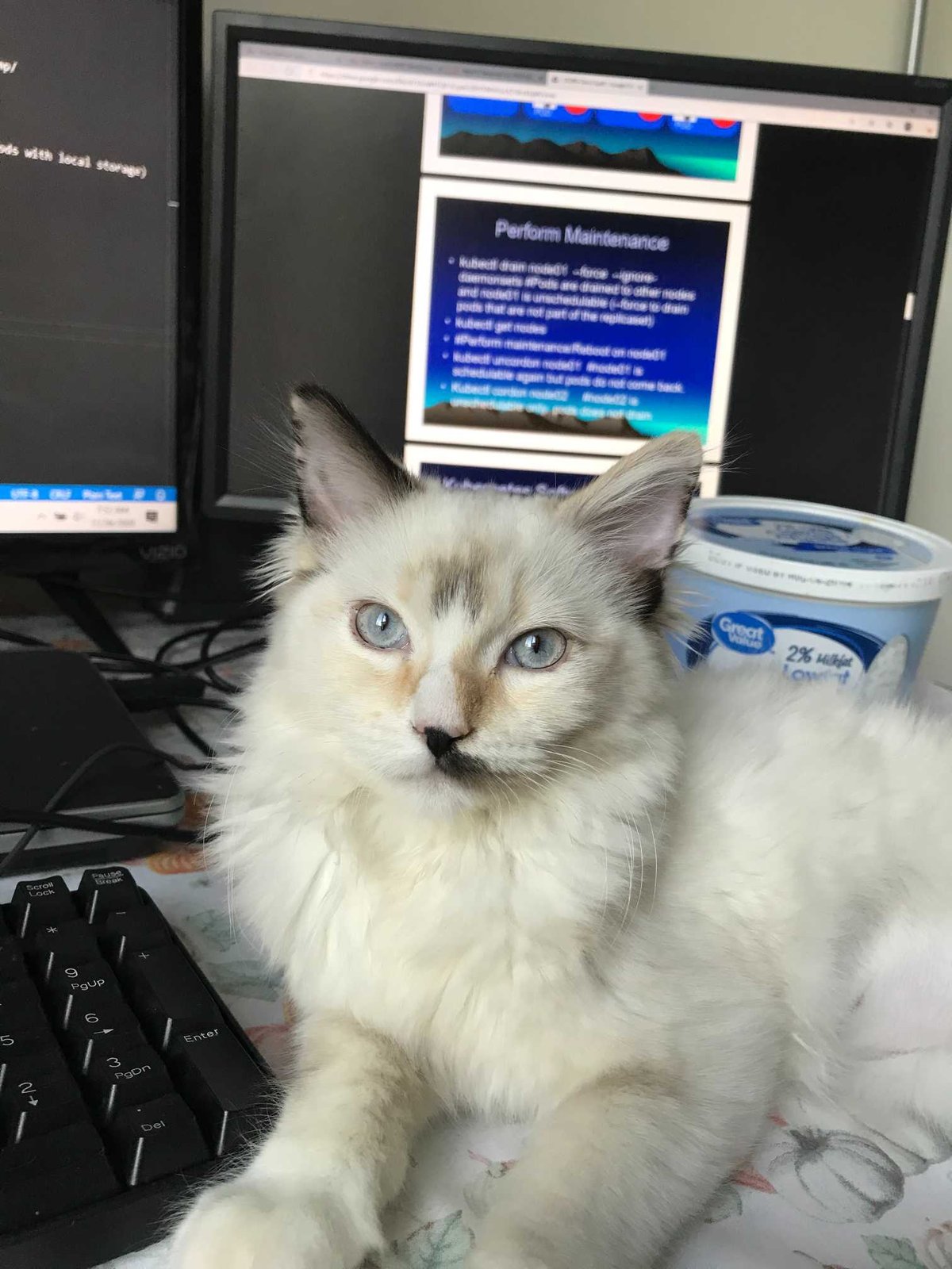 Lost Cat in Phoenix, Arizona — listing photo