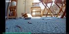 Lost Cat in Chula Vista, California — listing photo
