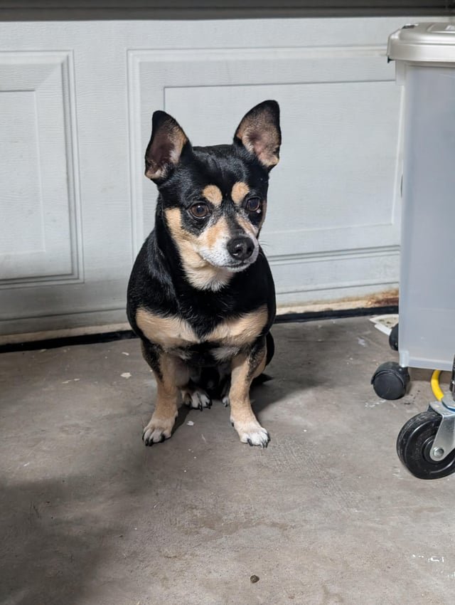 found dog in Dallas, Texas