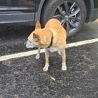 Found Dog in Columbus, Ohio — Dog Found Near 3rd Street