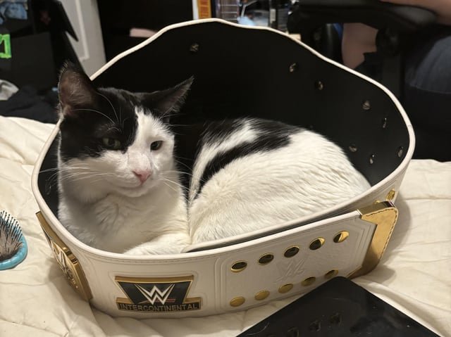 lost cat in Milwaukee, Wisconsin