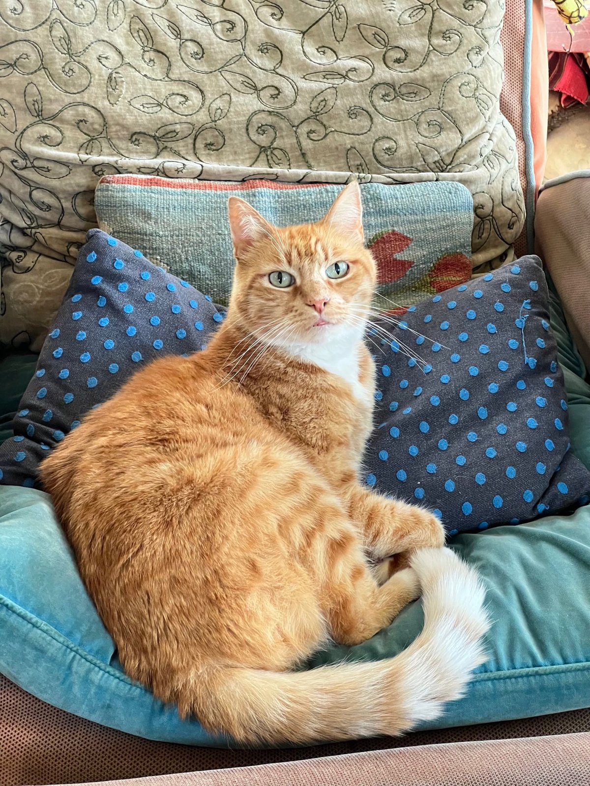 Lost Cat in Pasadena, California — listing photo