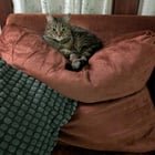 lost cat in Louisville, Kentucky