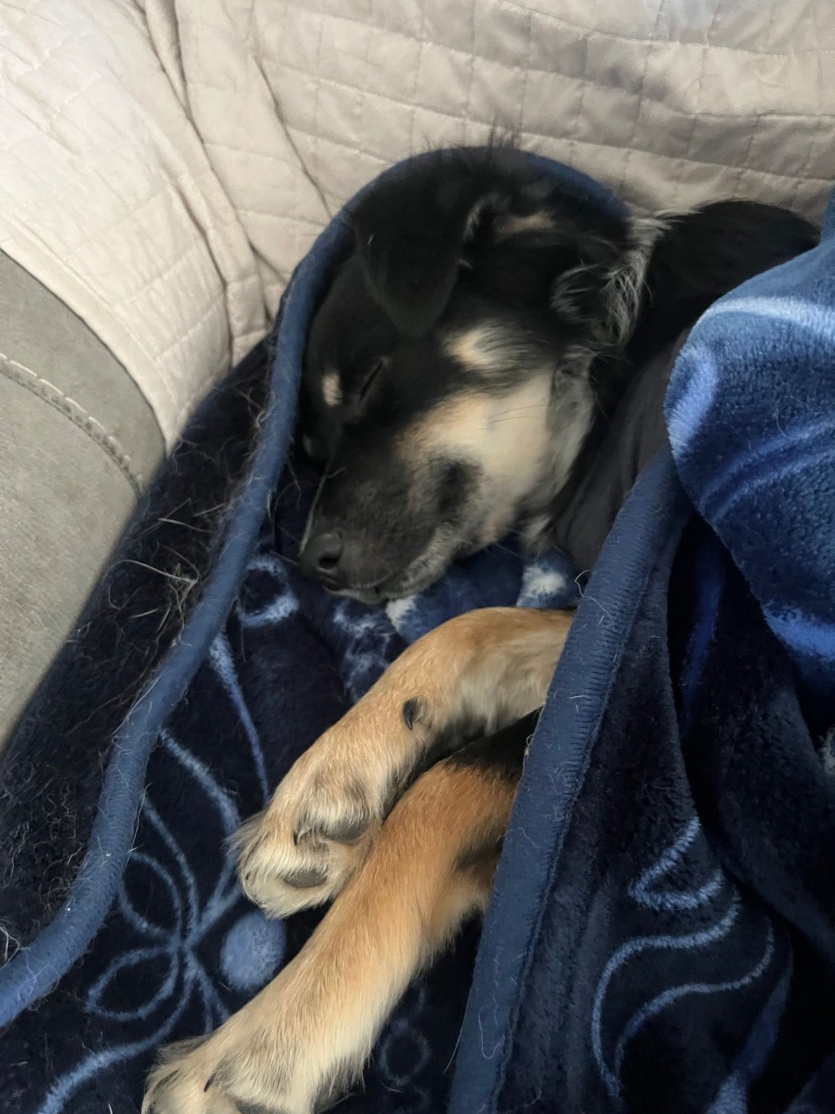 Lost Dog in Commerce City, Colorado — listing photo