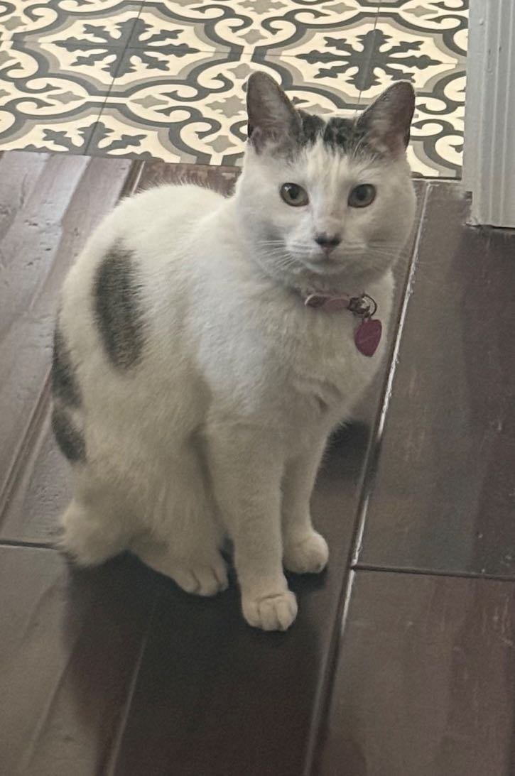 Lost Cat in Gilbert, Arizona — listing photo