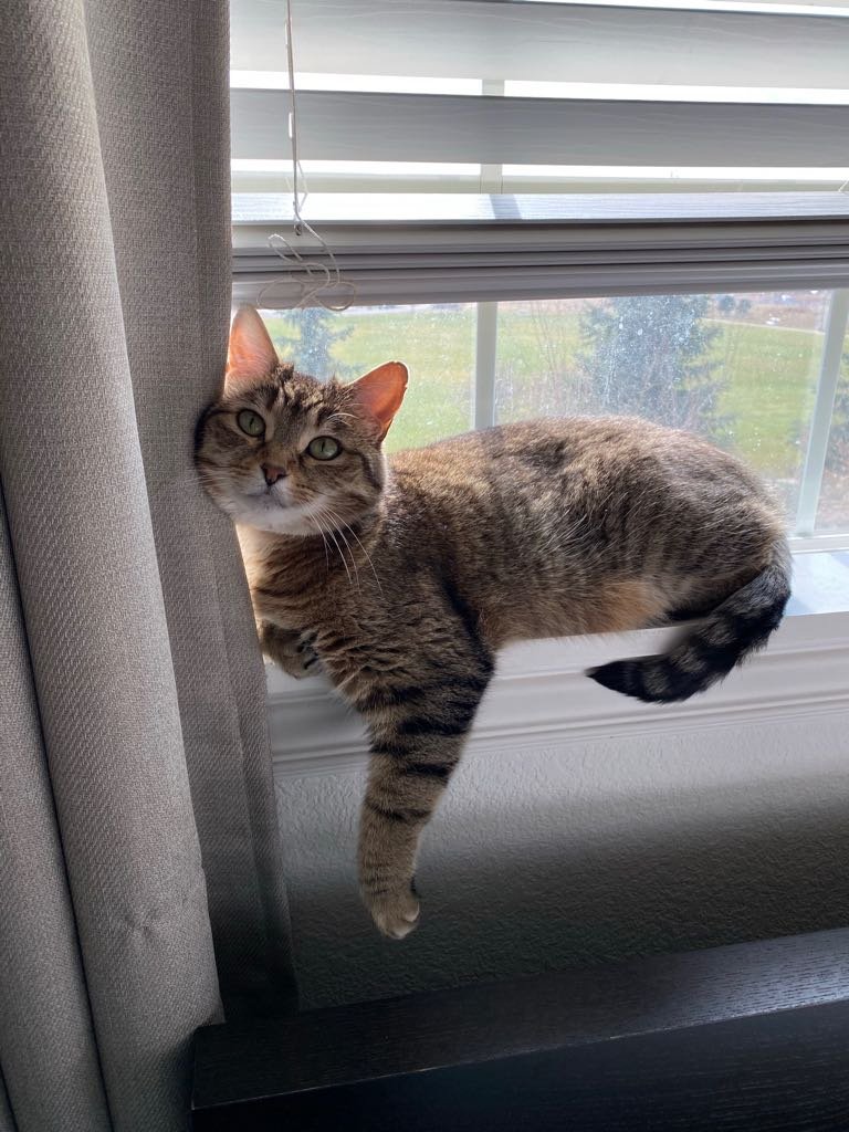 Lost Cat in Colorado Springs, Colorado — listing photo