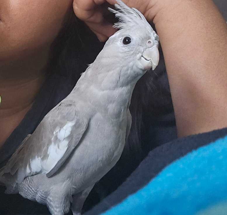 Lost Pet in Glassell Park — listing photo
