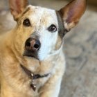 lost dog in Spokane, Washington