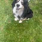 Found Dog in Sacramento, California — listing photo