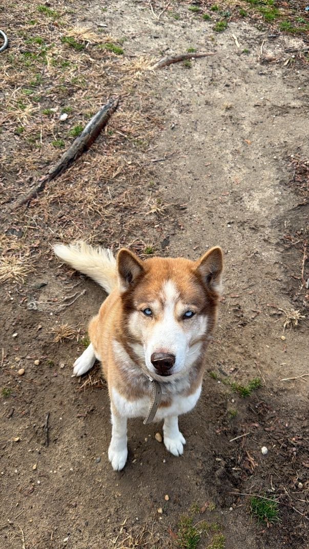 Lost Dog in Milford, Connecticut — listing photo