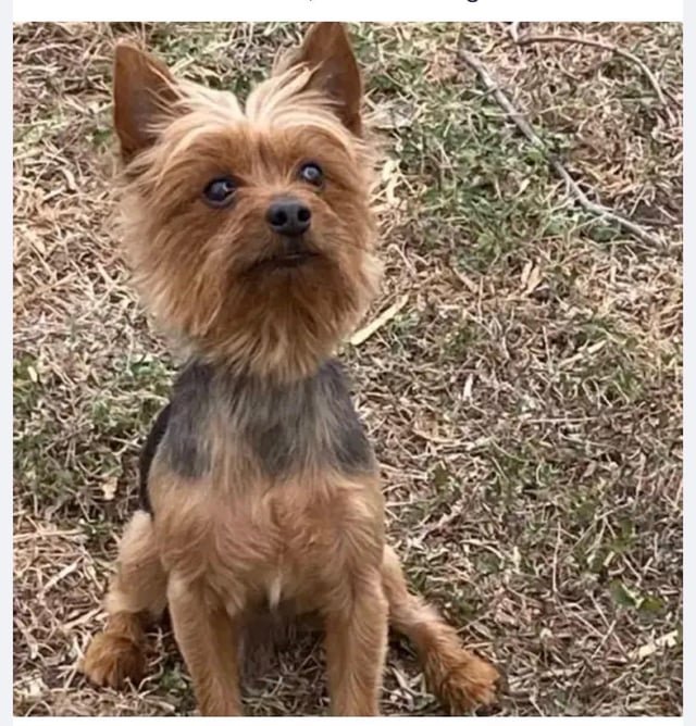 lost dog in San Antonio, Texas