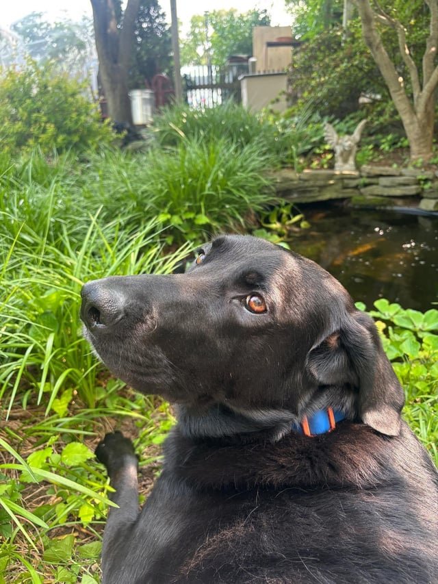 Lost Dog in Washington, District of Columbia — listing photo