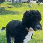 lost dog in Nashville, Tennessee