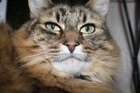 Found Cat in Spokane, Washington — Less expensive pet euthanasia
