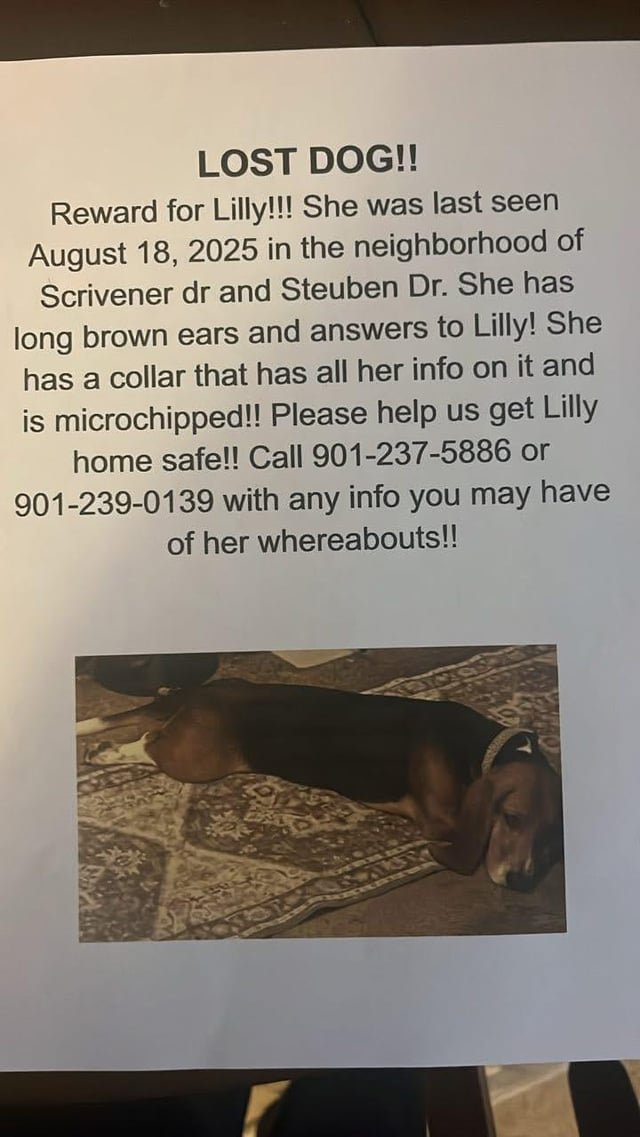 Lost Dog in Memphis, Tennessee — listing photo