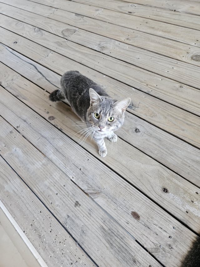 Lost Pet in Raleigh, North Carolina — listing photo