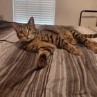 lost cat in Louisville, Kentucky