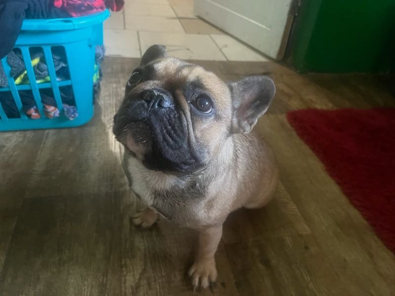 Lost Dog in Riverside, California — listing photo
