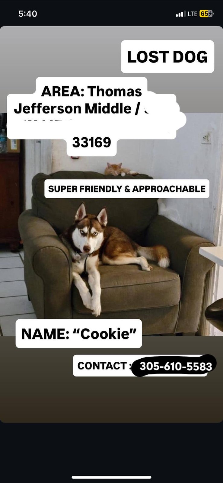 lost dog in Miami, Florida
