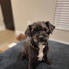 lost dog in Boston, Massachusetts