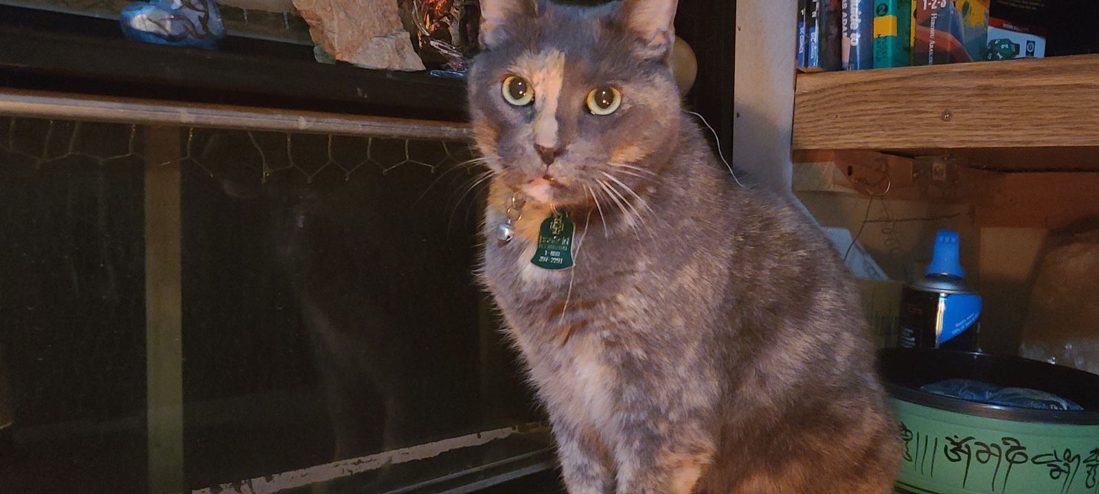 Lost Cat in Rugby Rock — listing photo