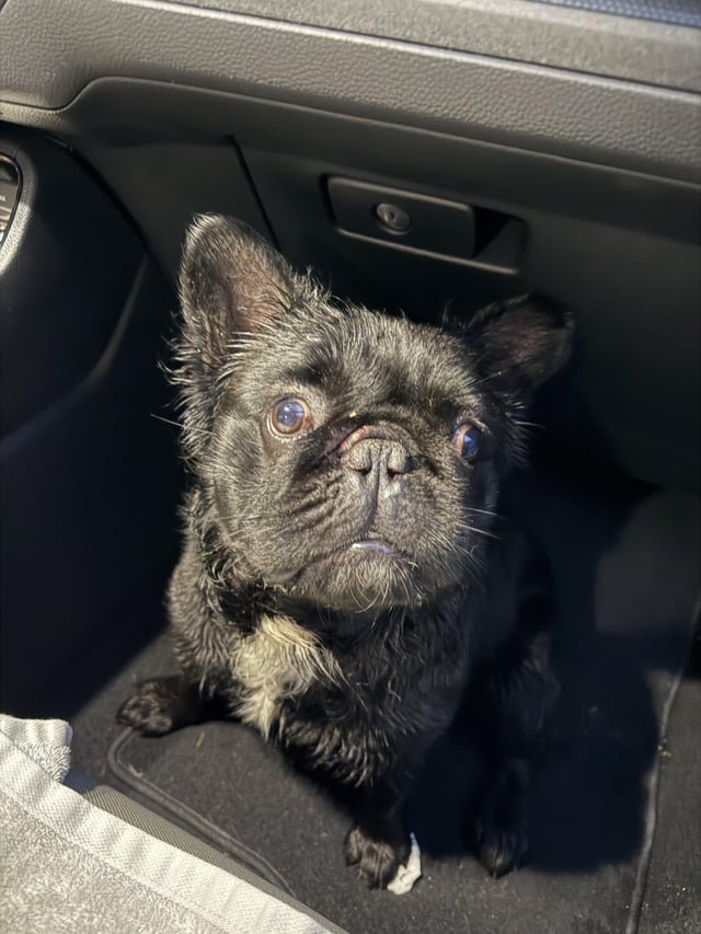 found dog in Austin, Texas