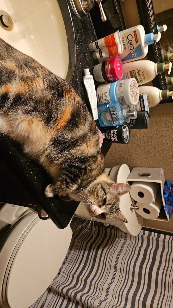 Lost Cat in Burleson, Texas — listing photo