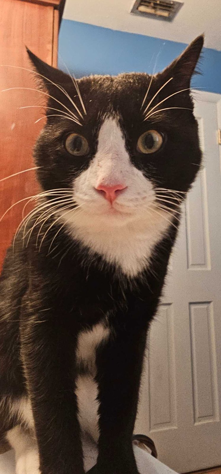 Lost Cat in Orlando, Florida — listing photo