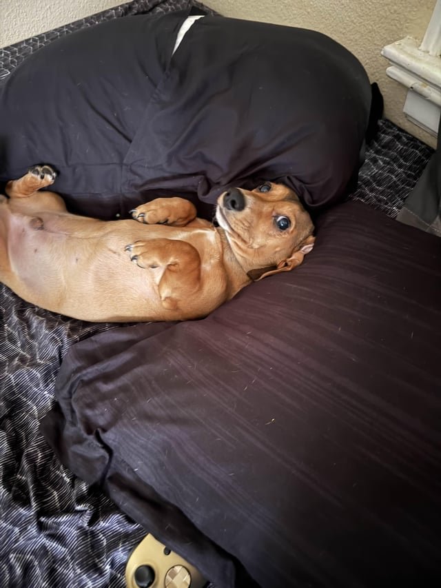 Lost Dog in Portland, Oregon — listing photo