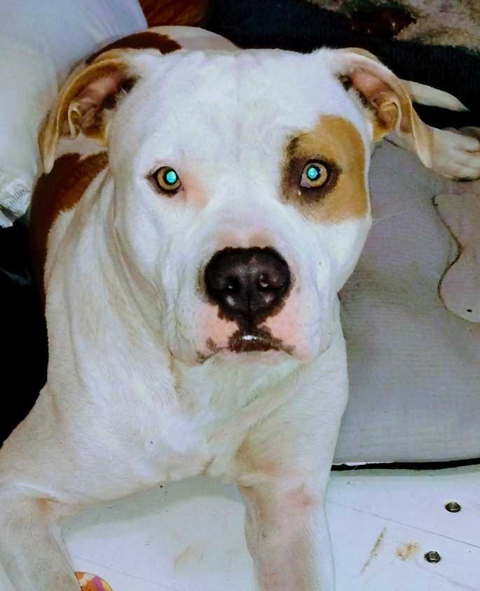 Lost Dog in Ladson — listing photo