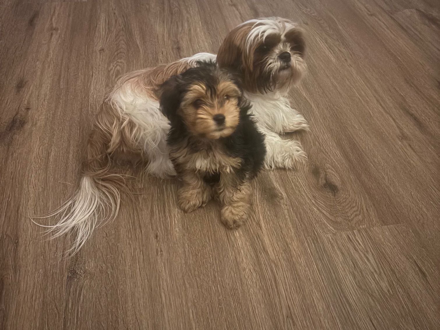 Lost Dog in Columbus, Indiana — listing photo