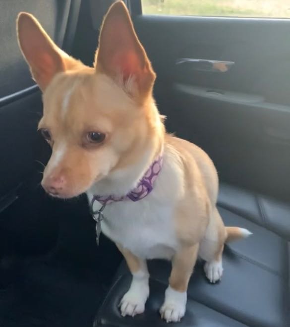Lost Dog in Yakima, Washington — listing photo