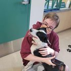 Lost Dog in Reno, Nevada — listing photo