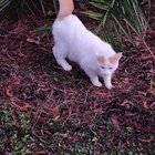 found pet in Tampa, Florida
