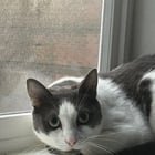 lost pet in Seattle, Washington